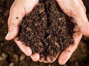 Đánh giá hiệu quả sử dụng đất theo tiêu chí thuốc trừ sâu an toàn: gần 58% không đạt 